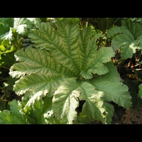 Ceratostigma Plumbaginoides (fam Plumbaginacees) (Chine) (2)